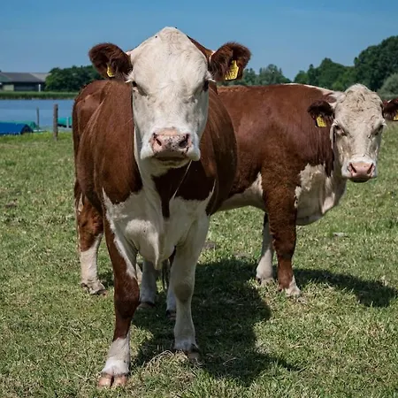 Buiten Aan De Baak *