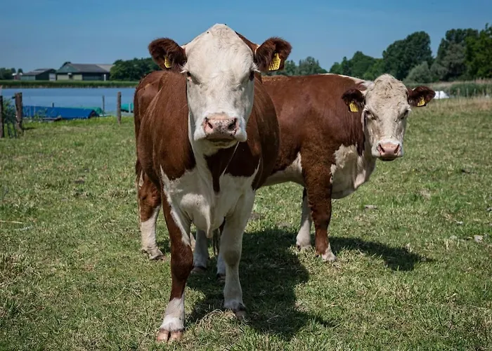Buiten Aan De Baak *